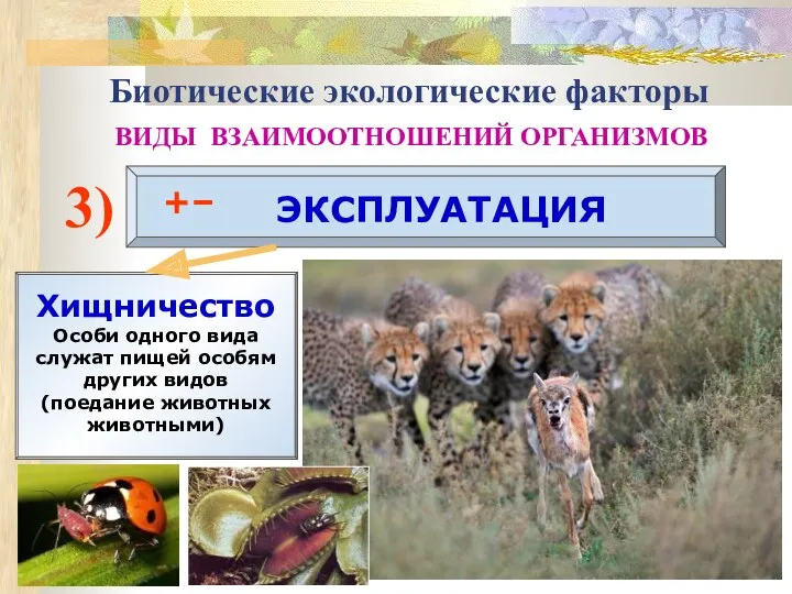 3) ЭКСПЛУАТАЦИЯ +– Хищничество Особи одного вида служат пищей особям других видов (поедание