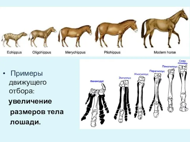 Примеры движущего отбора: увеличение размеров тела лошади.