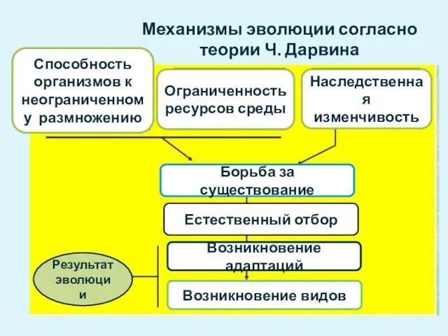 Механизмы эволюции согласно теории Ч. Дарвина Способность организмов к неограниченному