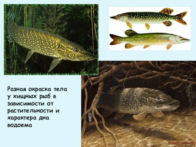 Разная окраска тела у хищных рыб в зависимости от растительности и характера дна водоема