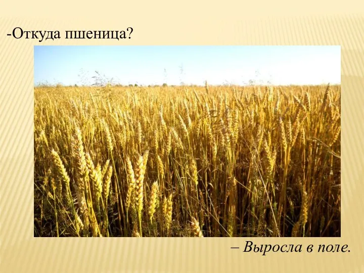 Откуда пшеница? – Выросла в поле.