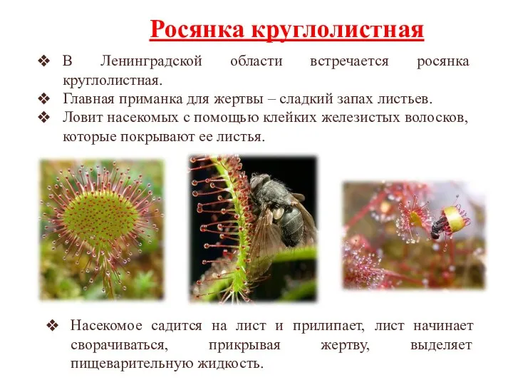 В Ленинградской области встречается росянка круглолистная. Главная приманка для жертвы