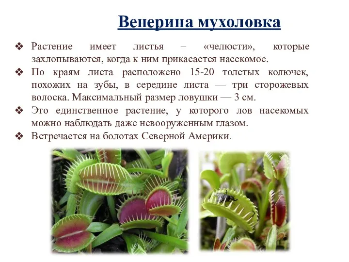 Венерина мухоловка Растение имеет листья – «челюсти», которые захлопываются, когда