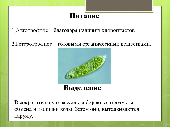 Питание 1.Автотрофное – благодаря наличию хлоропластов. 2.Гетеротрофное – готовыми органическими веществами. Выделение В