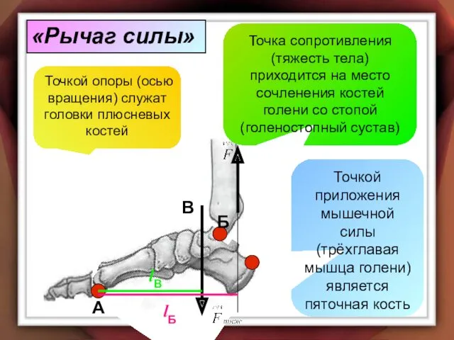 А В Б lБ lB «Рычаг силы» Точкой опоры (осью