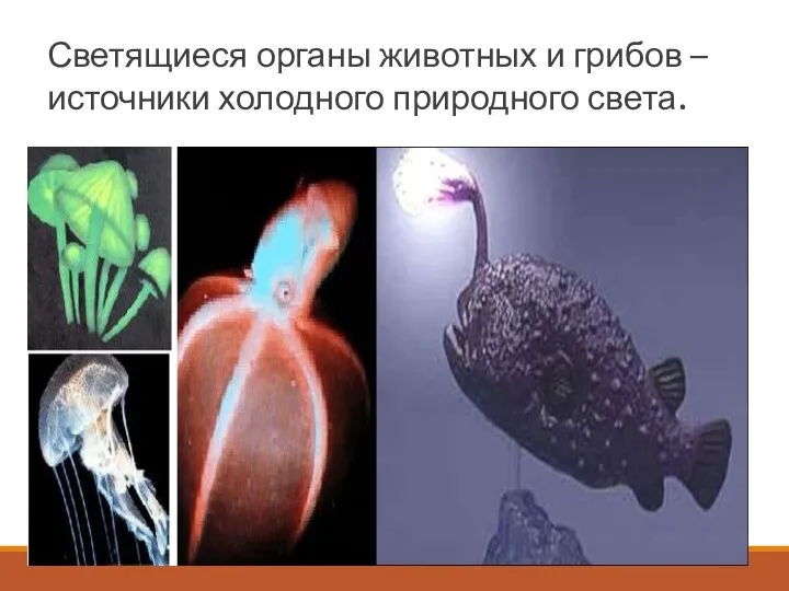 Светящиеся органы животных и грибов – источники холодного природного света.
