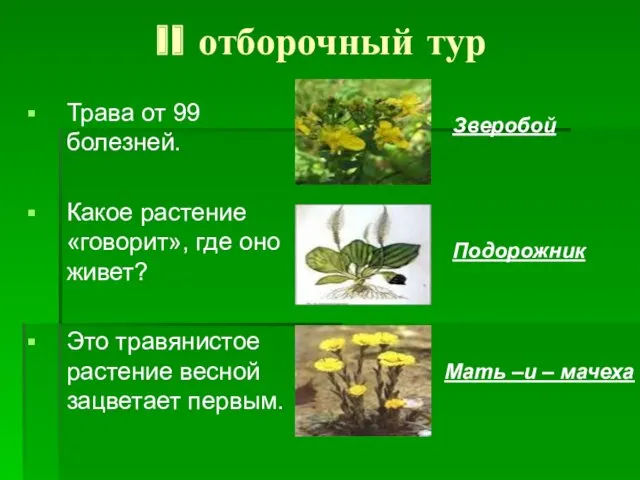 II отборочный тур Трава от 99 болезней. Какое растение «говорит»,