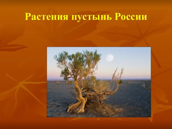 Растения пустынь России