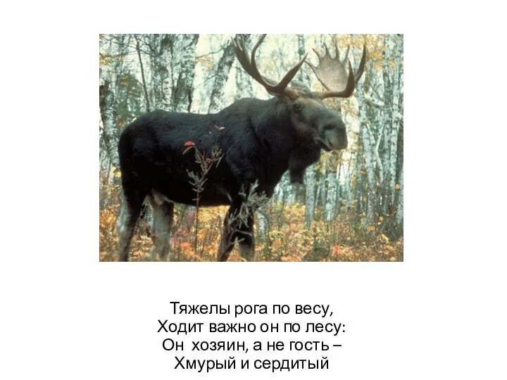 Тяжелы рога по весу, Ходит важно он по лесу: Он