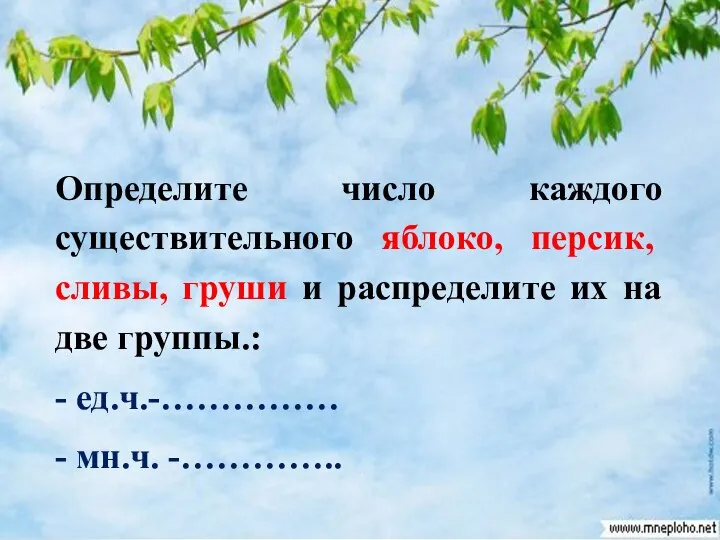 Определите число каждого существительного яблоко, персик, сливы, груши и распределите их на две