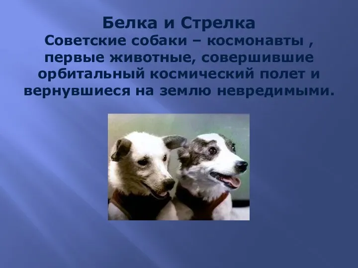 Белка и Стрелка Советские собаки – космонавты , первые животные,