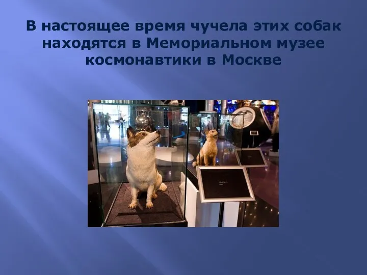 В настоящее время чучела этих собак находятся в Мемориальном музее космонавтики в Москве