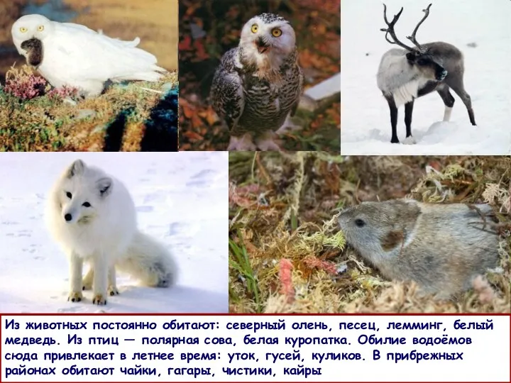 Из животных постоянно обитают: северный олень, песец, лемминг, белый медведь.