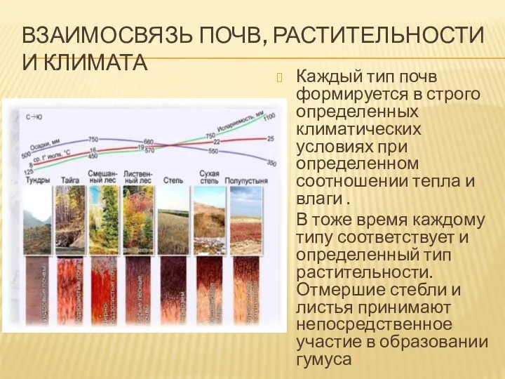 Взаимосвязь почв, растительности и климата Каждый тип почв формируется в
