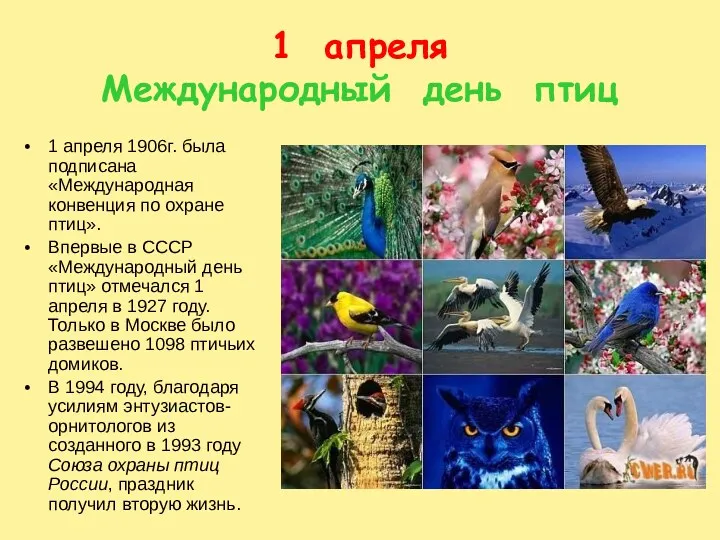 1 апреля Международный день птиц 1 апреля 1906г. была подписана «Международная конвенция по