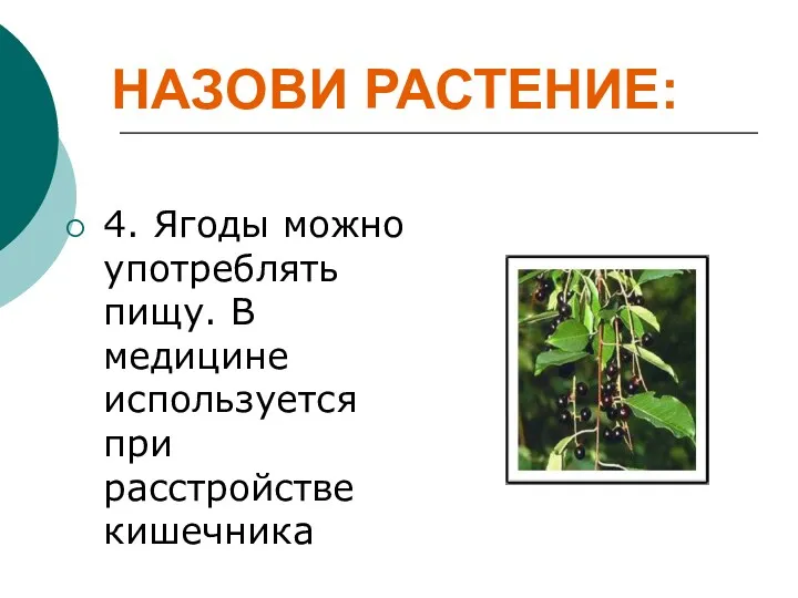 4. Ягоды можно употреблять пищу. В медицине используется при расстройстве кишечника НАЗОВИ РАСТЕНИЕ: