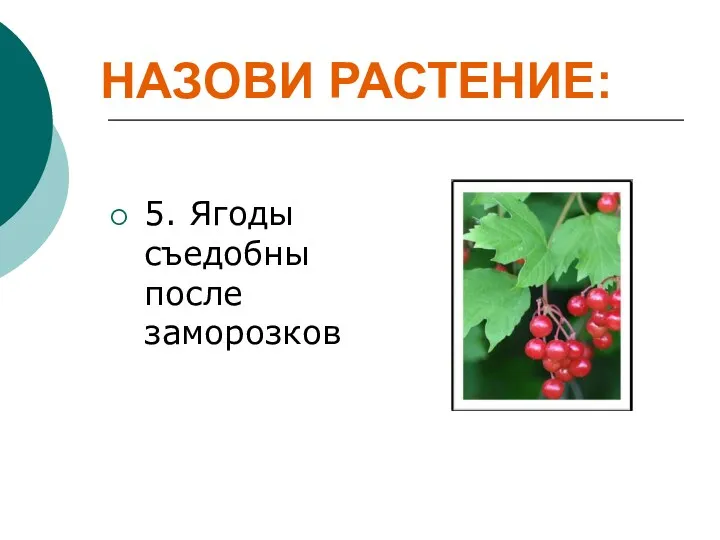 5. Ягоды съедобны после заморозков НАЗОВИ РАСТЕНИЕ: