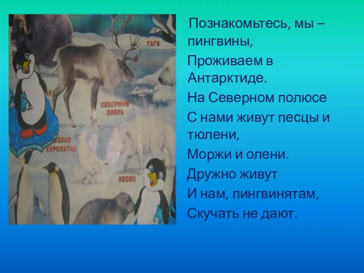 Познакомьтесь, мы – пингвины, Проживаем в Антарктиде. На Северном полюсе С нами живут