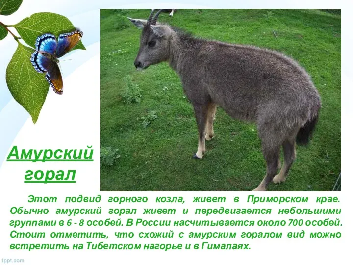 Амурский горал Этот подвид горного козла, живет в Приморском крае. Обычно амурский горал