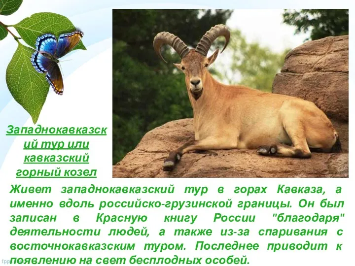 Западнокавказский тур или кавказский горный козел Живет западнокавказский тур в горах Кавказа, а