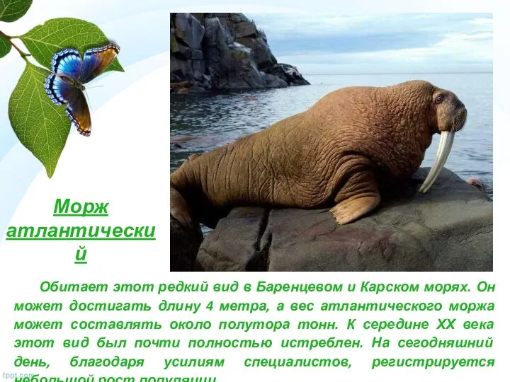 Морж атлантический Обитает этот редкий вид в Баренцевом и Карском морях. Он может