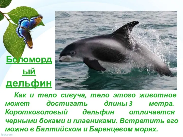 Беломордый дельфин Как и тело сивуча, тело этого животное может достигать длины 3
