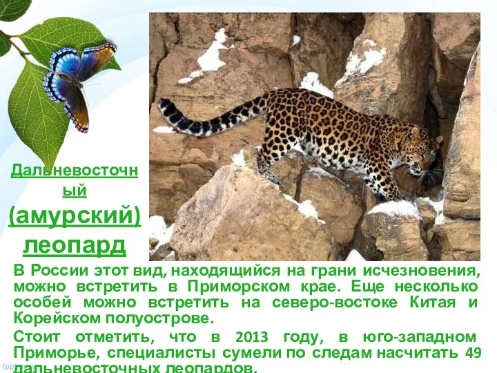 Дальневосточный (амурский) леопард В России этот вид, находящийся на грани исчезновения, можно встретить