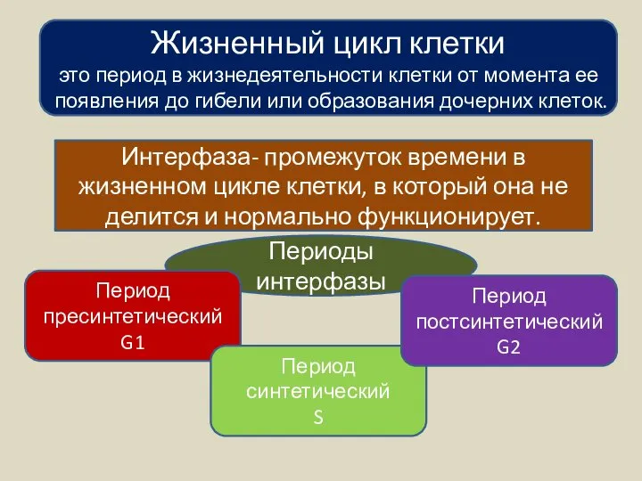 Жизненный цикл клетки это период в жизнедеятельности клетки от момента