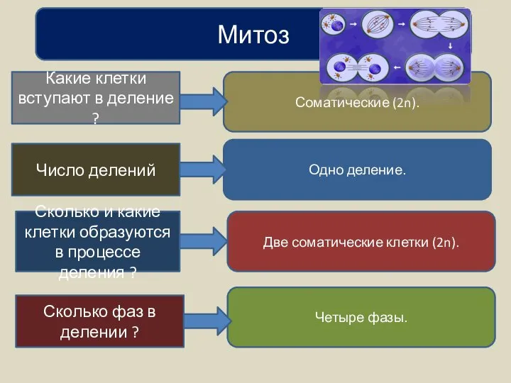 Митоз Какие клетки вступают в деление ? Соматические (2n). Число