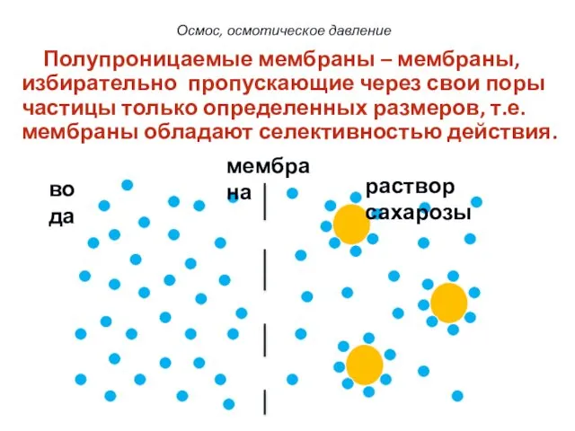 мембрана вода раствор сахарозы 6 Осмос, осмотическое давление Полупроницаемые мембраны