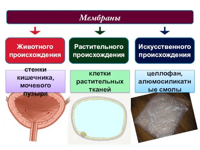 Мембраны Животного происхождения стенки кишечника, мочевого пузыря Растительного происхождения Искусственного