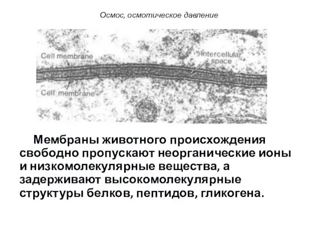 Осмос, осмотическое давление Мембраны животного происхождения свободно пропускают неорганические ионы