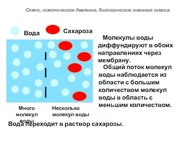 Молекулы воды диффундируют в обоих направлениях через мембрану. Общий поток