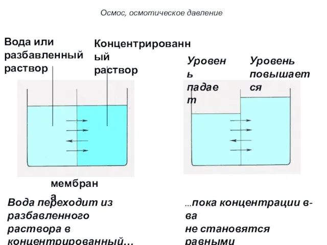 Вода или разбавленный раствор Концентрированный раствор мембрана Вода переходит из