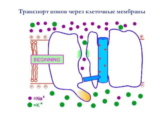 Транспорт ионов через клеточные мембраны