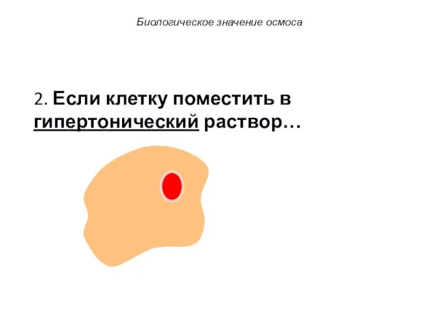 2. Если клетку поместить в гипертонический раствор… Биологическое значение осмоса