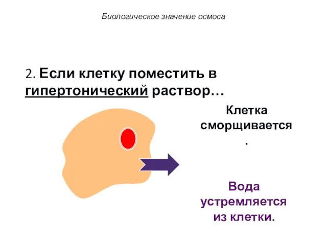 2. Если клетку поместить в гипертонический раствор… Вода устремляется из клетки. Клетка сморщивается. Биологическое значение осмоса