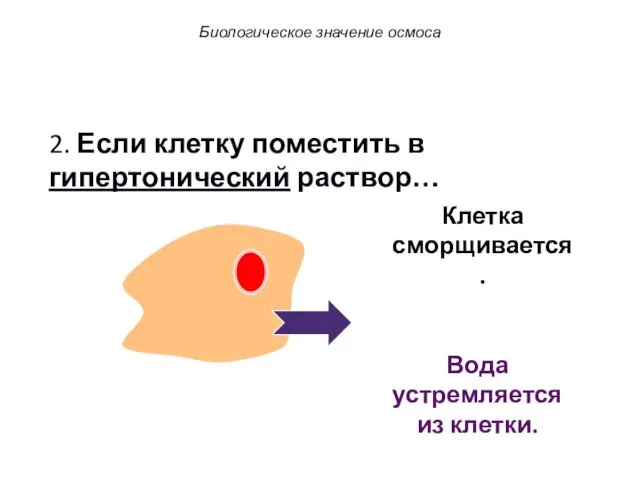 2. Если клетку поместить в гипертонический раствор… Вода устремляется из клетки. Клетка сморщивается. Биологическое значение осмоса