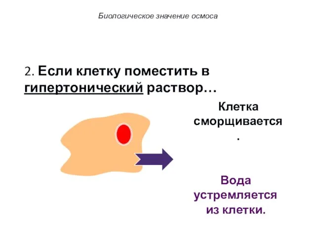 2. Если клетку поместить в гипертонический раствор… Вода устремляется из клетки. Клетка сморщивается. Биологическое значение осмоса