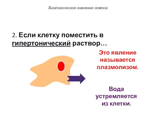 2. Если клетку поместить в гипертонический раствор… Вода устремляется из