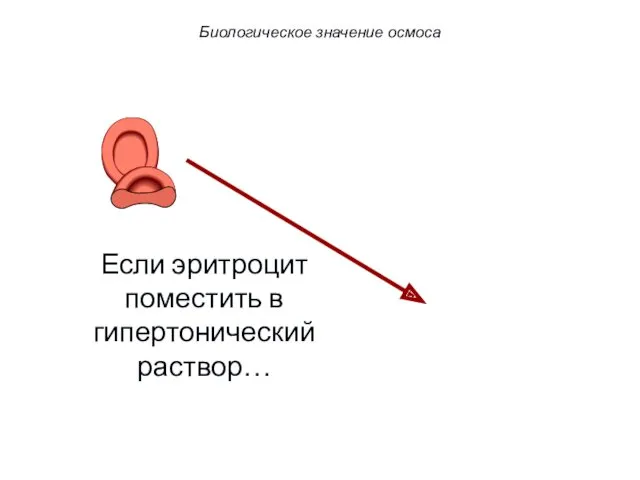 Если эритроцит поместить в гипертонический раствор… Биологическое значение осмоса