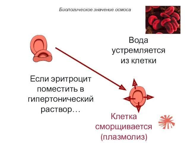 Если эритроцит поместить в гипертонический раствор… Вода устремляется из клетки Клетка сморщивается (плазмолиз) Биологическое значение осмоса