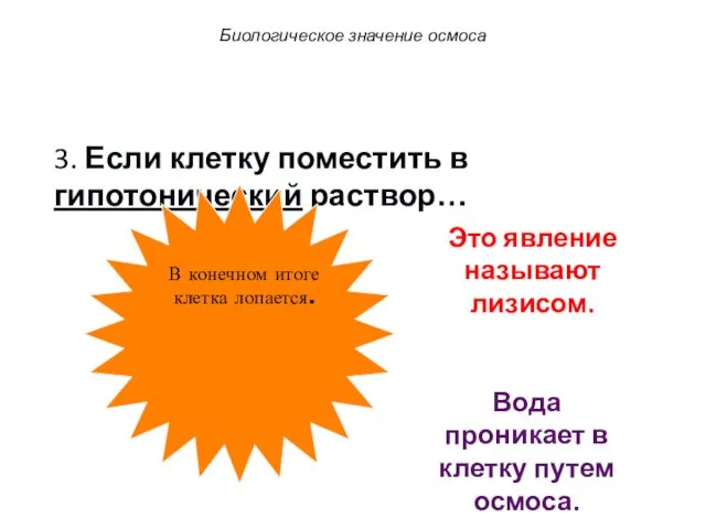 3. Если клетку поместить в гипотонический раствор… Вода проникает в