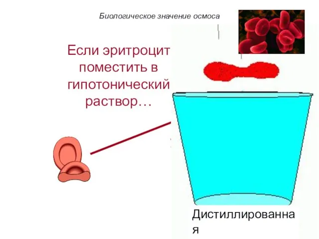 Если эритроцит поместить в гипотонический раствор… Вода устремляется в клетку.