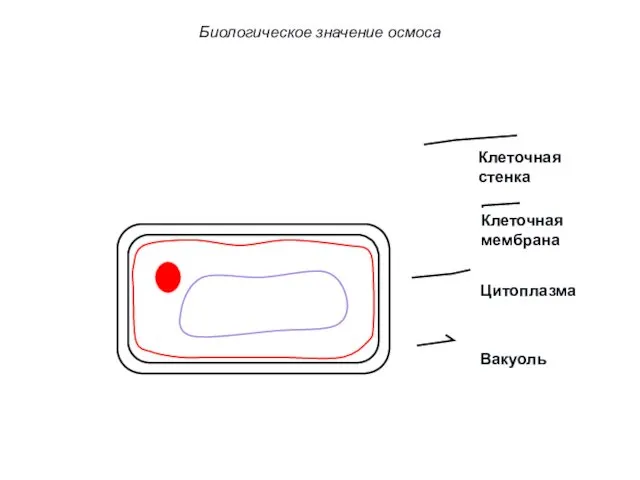 Клеточная стенка Клеточная мембрана Цитоплазма Вакуоль Биологическое значение осмоса