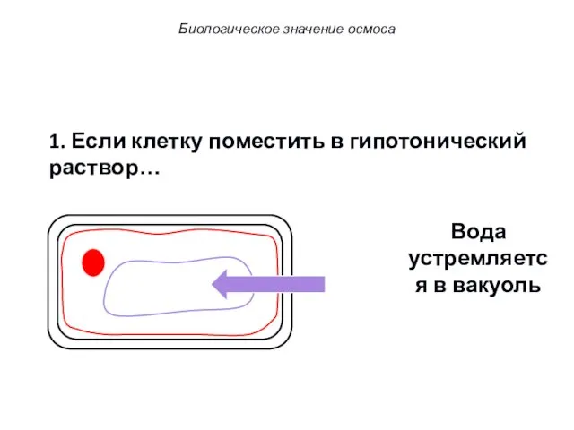 1. Если клетку поместить в гипотонический раствор… Вода устремляется в вакуоль Биологическое значение осмоса