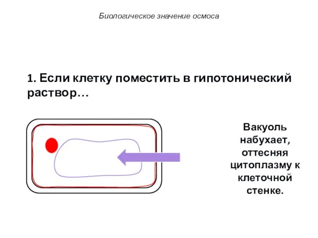 1. Если клетку поместить в гипотонический раствор… Вакуоль набухает, оттесняя