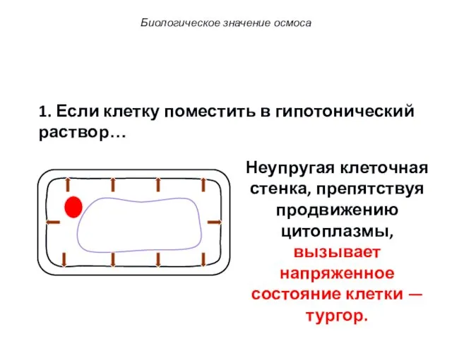 1. Если клетку поместить в гипотонический раствор… Неупругая клеточная стенка,