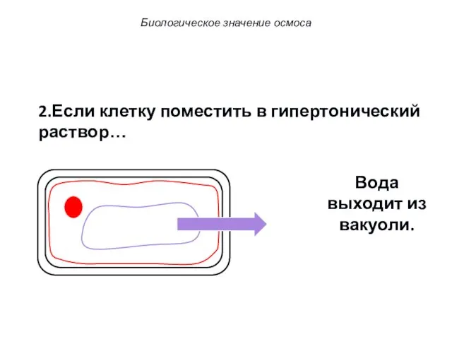 2.Если клетку поместить в гипертонический раствор… Вода выходит из вакуоли. Биологическое значение осмоса