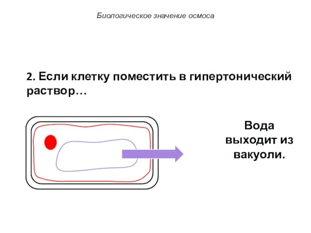 2. Если клетку поместить в гипертонический раствор… Вода выходит из вакуоли. Биологическое значение осмоса